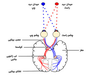 دیاگرام عصبی بخش بینایی